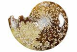 Polished Ammonite (Cleoniceras) Fossil - Madagascar #358404-1